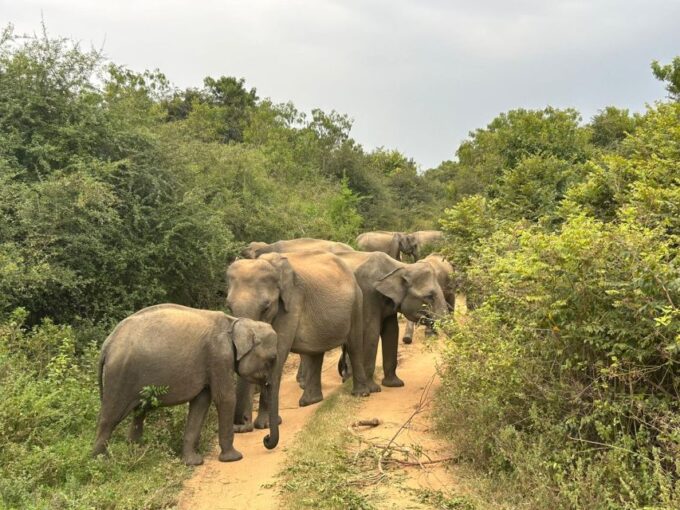 Udawalawe National Park | Full Day-10 Hours | All Inclusive - Included Amenities and Fees