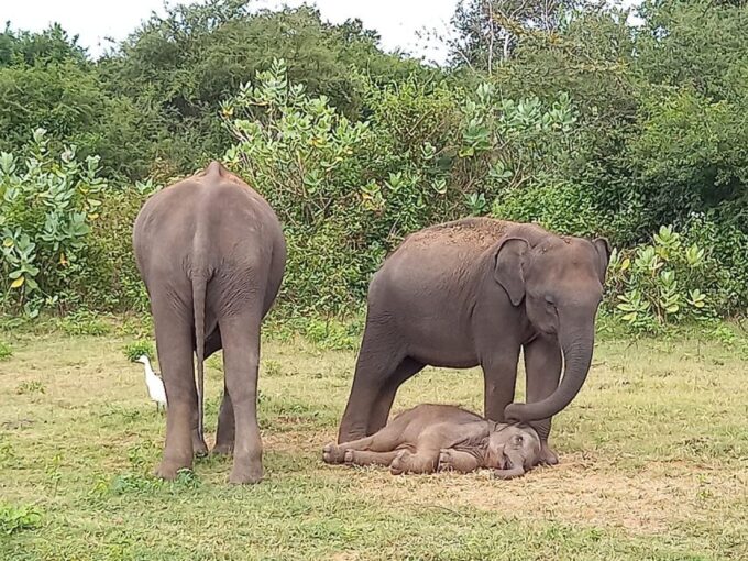 Udawalawe National Park | Full Day-10 Hours | All Inclusive - Accessibility and Recommendations