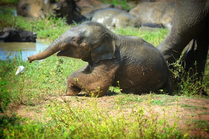 Udawalawe National Park | Full Day Safari Tour - Inclusions
