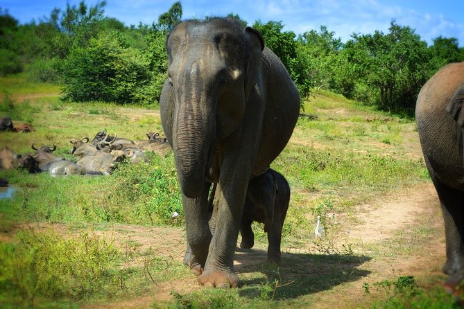 Udawalawe National Park | Full Day Safari Tour - Schedule and Availability