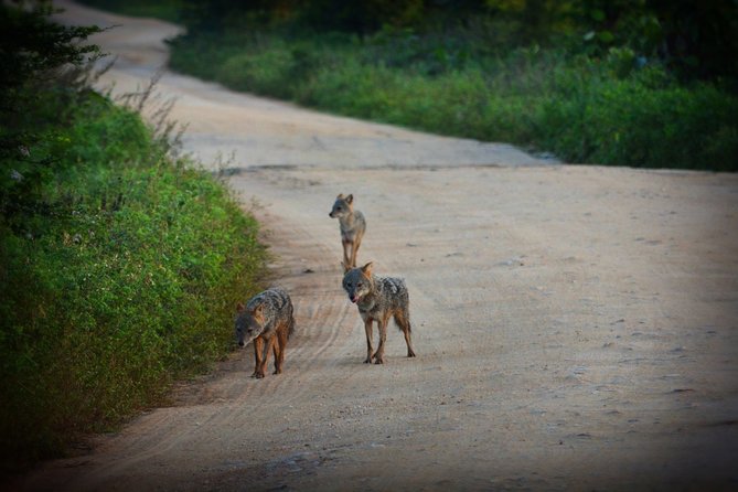 Udawalawe National Park | Full Day Safari Tour - Wildlife Sightings