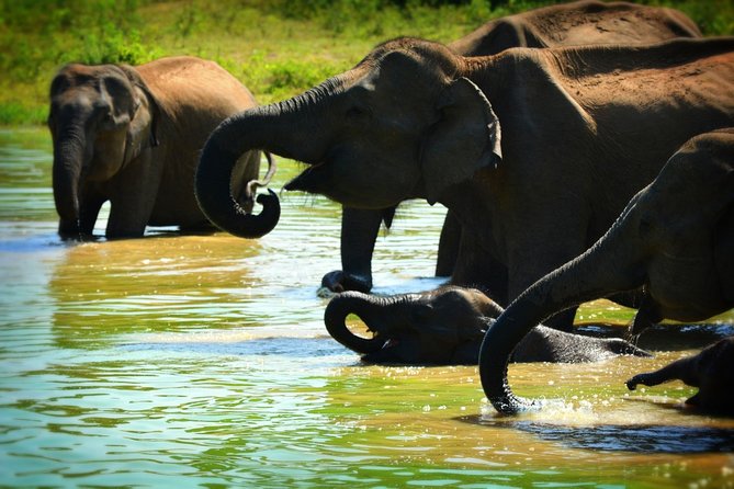 Udawalawe National Park | Full Day Safari Tour - What to Bring