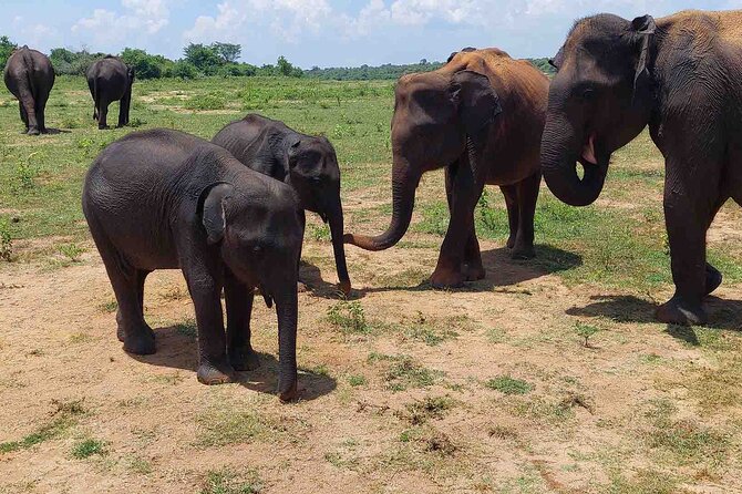 Udawalawe National Park Half Day Jeep Safari (Private Tour) - Accessibility and Recommendations