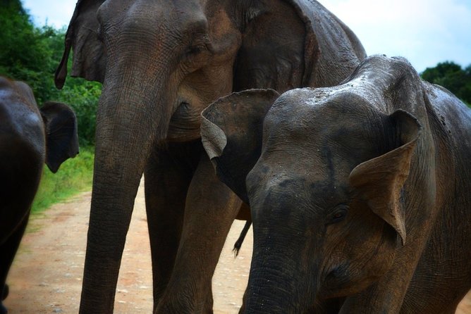Udawalawe National Park | Half Day Safari Tour - Scheduling and Availability