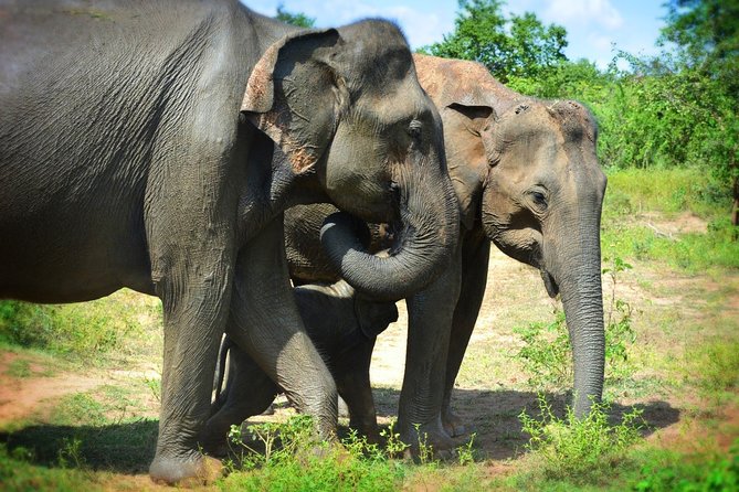 Udawalawe National Park | Half Day Safari Tour - Booking and Cancellation