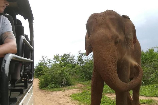 Udawalawe National Park Private 4 Hours Safari Tour - Accessibility and Pickup Options