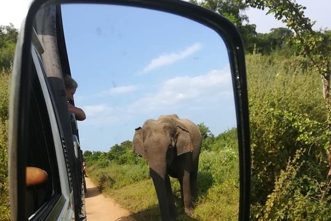 Udawalawe National Park Private 4 Hours Safari Tour - Pricing and Booking Details