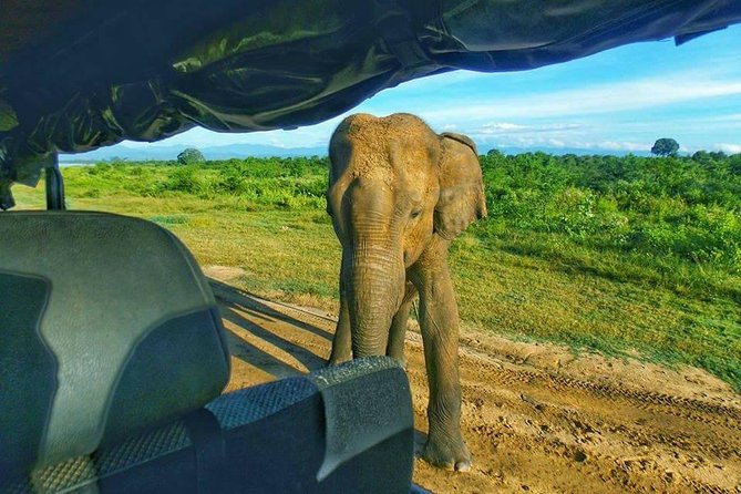 Udawalawe National Park Private 4 Hours Safari Tour - Highlights and Key Features