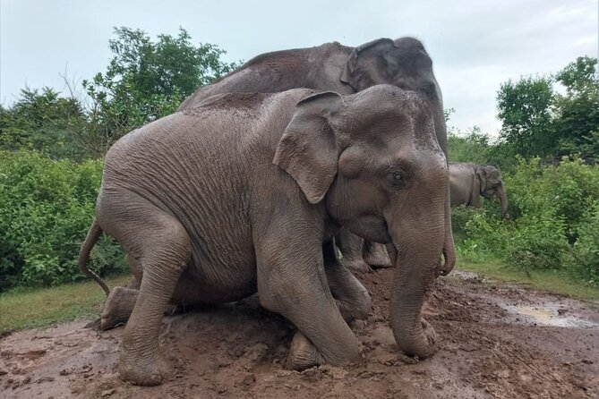 Udawalawe National Park Private 4 Hours Safari Tour - Safari Tour Duration Options