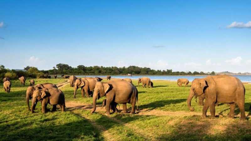 Udawalawe National Park: Private 4 Hours Safari Trip - Key Points