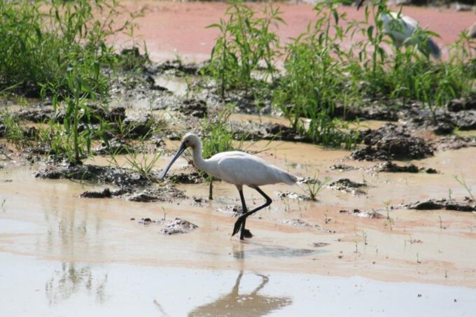 Udawalawe National Park: Private 4 Hours Safari Trip - Pickup and Drop-off Service