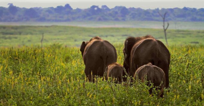 Udawalawe National Park: Private 4 Hours Safari Trip - Frequently Asked Questions
