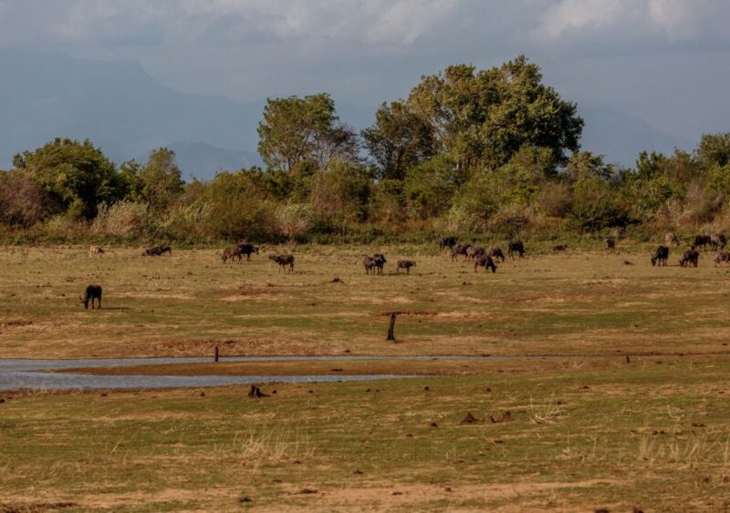 Udawalawe National Park Private Full-Day Safari - Wildlife Experience
