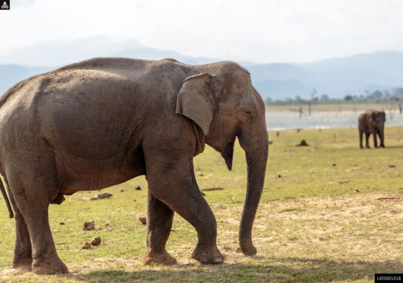 Udawalawe National Park Private Full-Day Safari - Inclusions