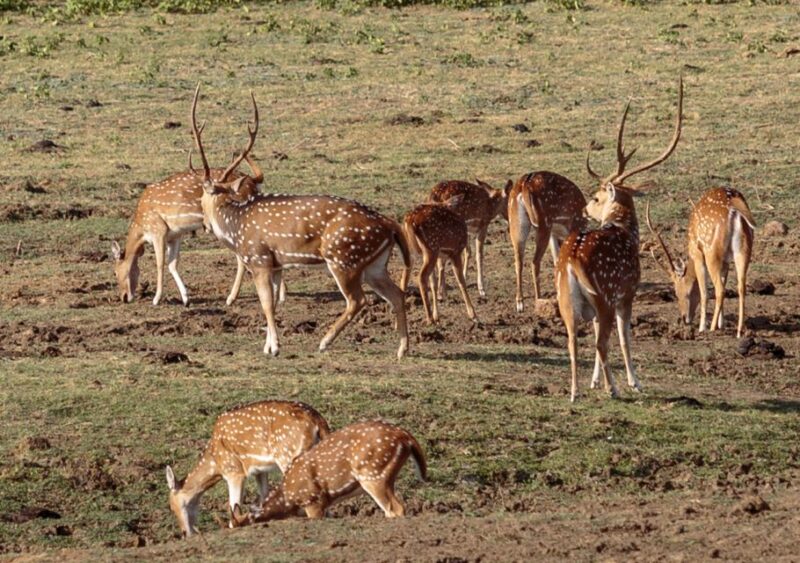 Udawalawe National Park Private Full-Day Safari - Customer Feedback