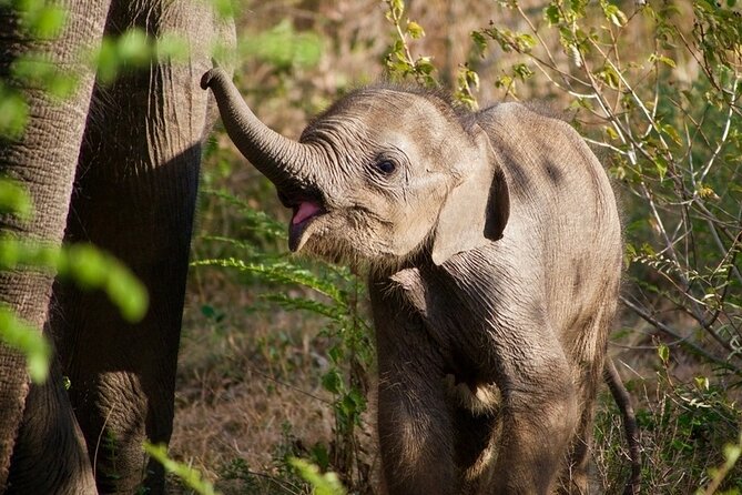 Udawalawe National Park | Private Safari - Safari Tour Options