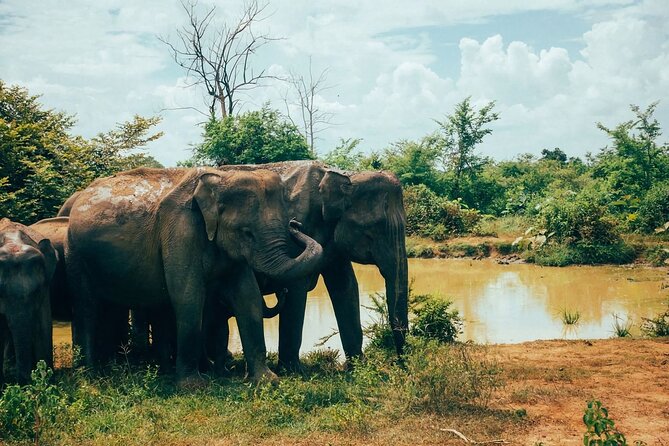 Udawalawe National Park | Private Safari - Key Highlights