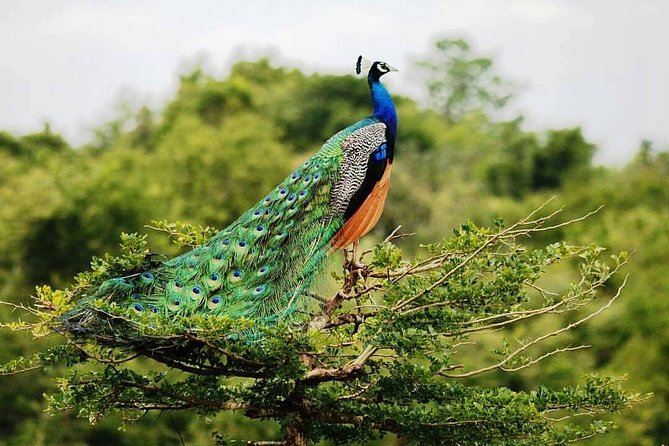 Udawalawe National Park Private Safari - Key Points