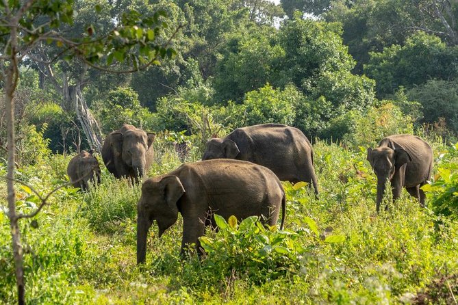 Udawalawe National Park Private Safari - Reviews