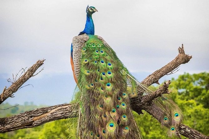 Udawalawe National Park Private Safari - Booking and Cancellation