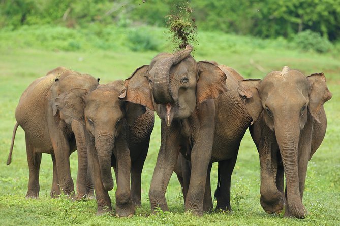 Udawalawe National Park Private Safari - Key Points