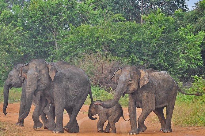 Udawalawe National Park Private Safari - Dramatic Landscape and Wildlife Sightings