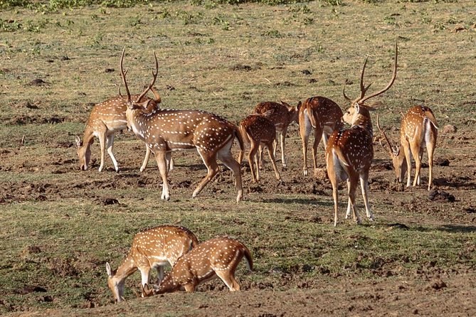 Udawalawe National Park Private Safari - Confirmation and Booking Information
