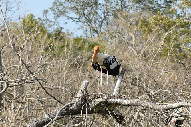 Udawalawe National Park Private Safari (Full Day/6 Hours/4 Hours) - Health and Accessibility