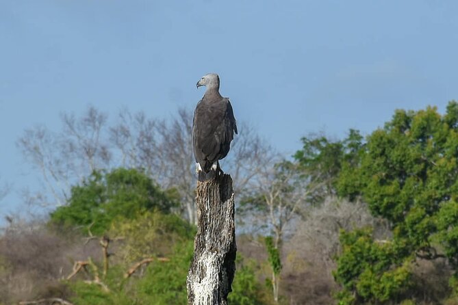 Udawalawe National Park Private Safari (Full Day/6 Hours/4 Hours) - Booking Details