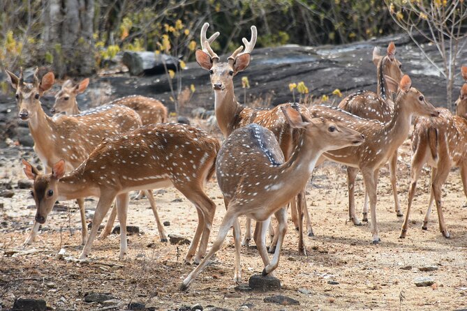 Udawalawe National Park Private Safari (Full Day/6 Hours/4 Hours) - Exploring Udawalawe