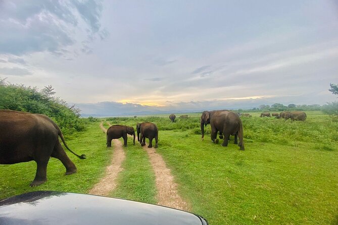 Udawalawe National Park Private Safari (Full Day/6 Hours/4 Hours) - Wildlife Sightings