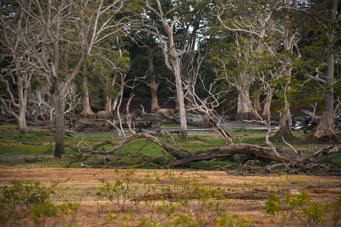 Udawalawe National Park Private Safari (Full Day/6 Hours/4 Hours) - Customer Testimonials