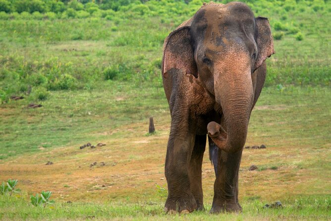 Udawalawe National Park | Private Safari Tour - Pickup Information