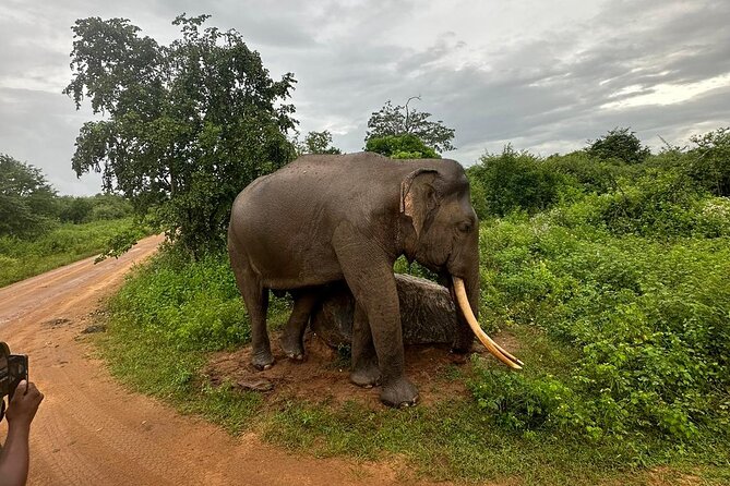 Udawalawe National Park | Private Safari Tour - Tour Details