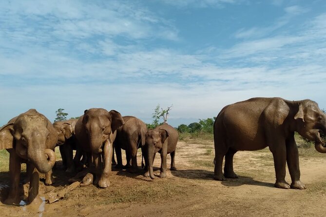 Udawalawe National Park | Private Safari Tour - Inclusions in the Private Safari Tour