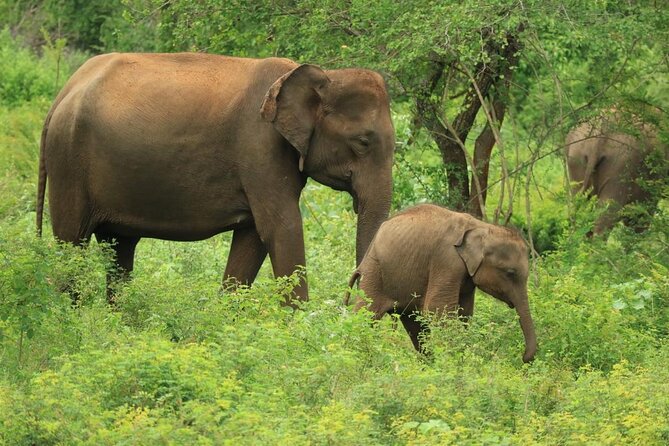 Udawalawe National Park | Private Safari Tour - Pickup and Drop-off Arrangements