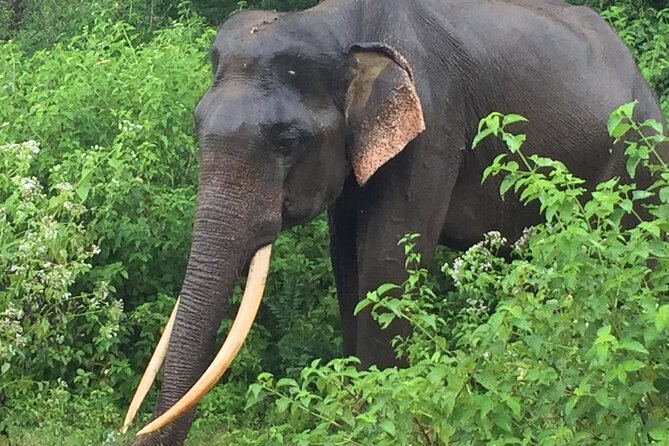 Udawalawe National Park | Private Safari Tour - Evening Safari Excursion