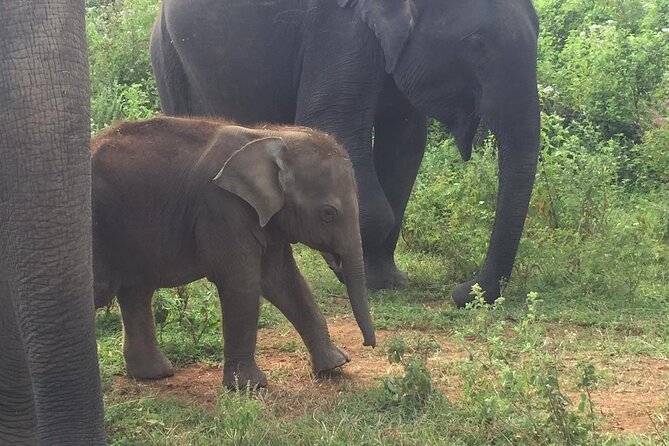 Udawalawe National Park | Private Safari Tour - Private Tour Experience