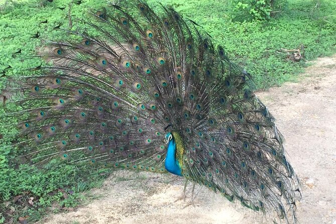 Udawalawe National Park | Private Safari Tour - Additional Tour Information