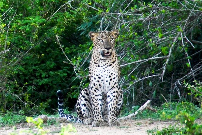 Udawalawe National Park | Private Safari Tour - Booking Confirmation Details