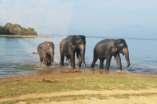 Udawalawe National Park Private Safari Tours - Key Points