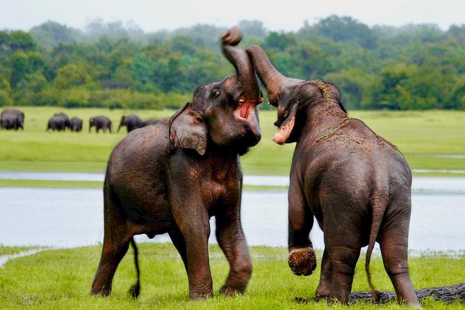 Udawalawe National Park Private Safari With Naturalist - Pickup and Drop-off Details