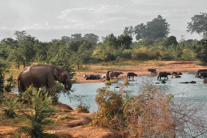Udawalawe National Park Private Safari With Naturalist - Safari Reviews and Pricing