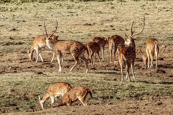 Udawalawe National Park Private Safari With Naturalist - Personalized Naturalist-Led Excursion