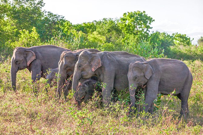 Udawalawe National Park Private Safari With Naturalist - Unobstructed 360-Degree Game Viewing