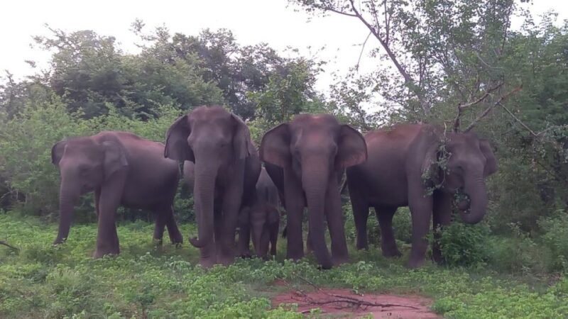 Udawalawe National Park Private Safari With Naturalist - Key Points