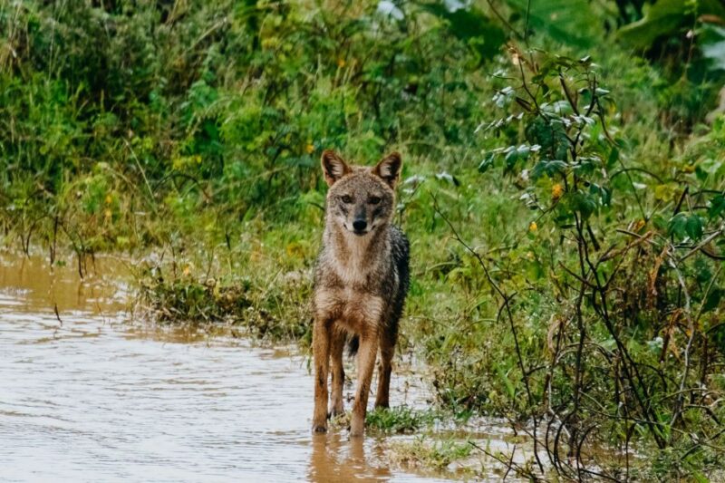 Udawalawe National Park Private Safari With Naturalist - Naturalist Expertise