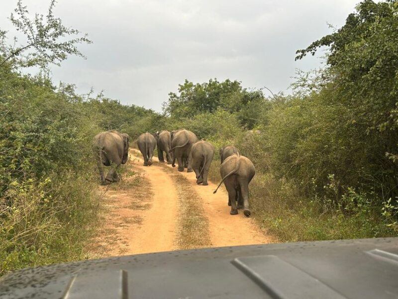 Udawalawe National Park Private Safari With Naturalist - Wildlife Diversity