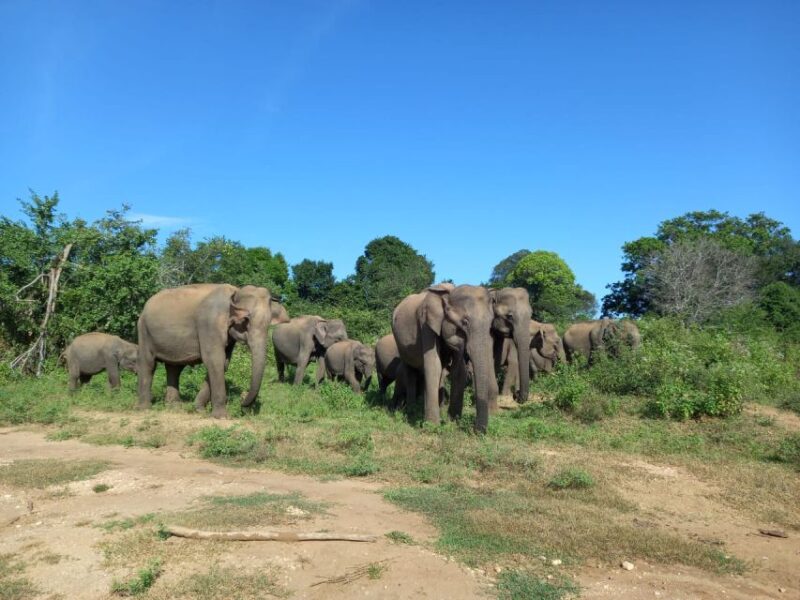 Udawalawe National Park Private Safari With Naturalist - Itinerary and Inclusions
