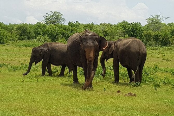 Udawalawe National Park | Private Safari With Naturalist - Inclusions and Exclusions
